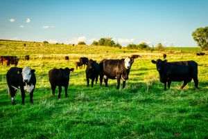 FrieslandCampina-Milcobel merger approved by European Commission